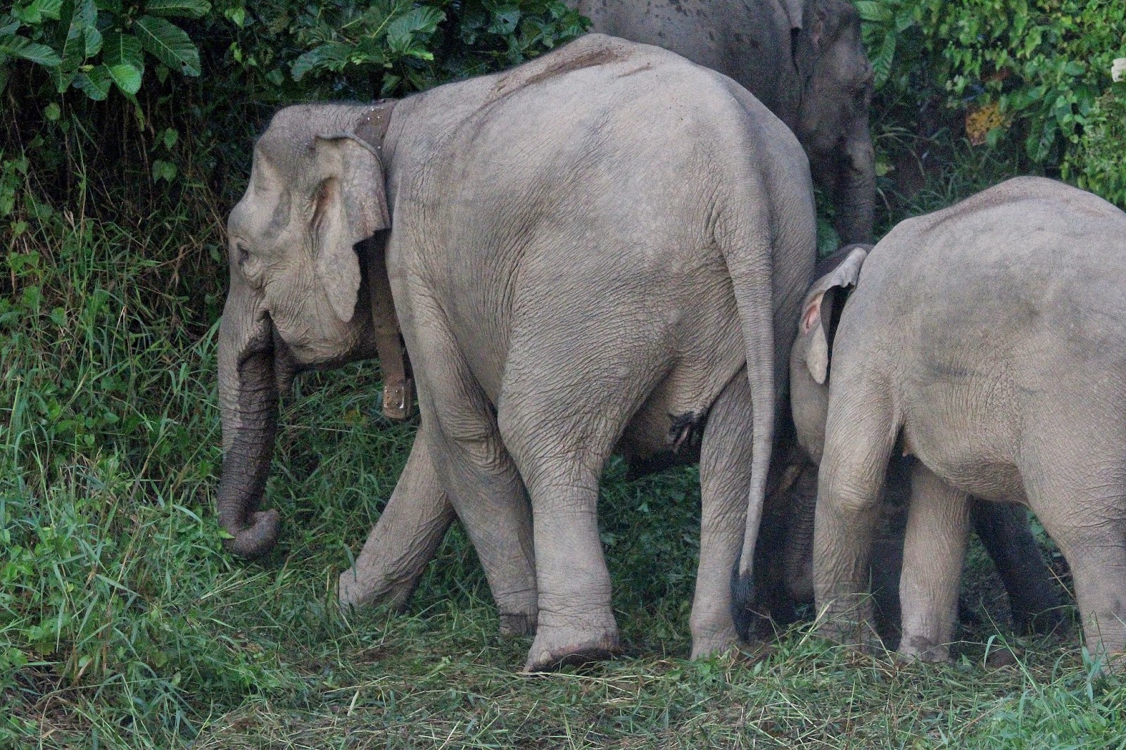 Worldbirder Bornean Pygmy Elephant Photo Essay