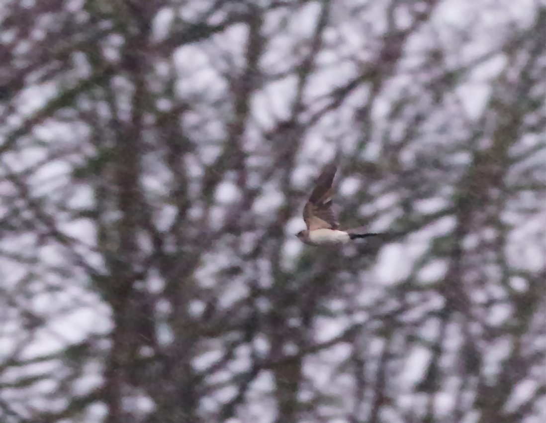 Birds of the Heath Redrumped Swallow at Cley