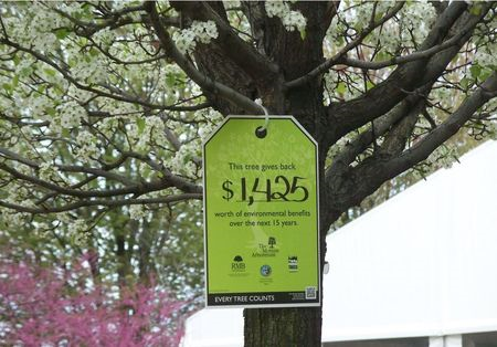 download the first tree price for free download the first tree price for free