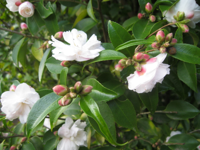 Quiltingorchardist: The Answer is Still NO!