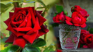 Bunga Mawar Background Cantik Bunga Mawar Background Cantik