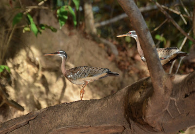 Sunbittern, Eurypyga helias