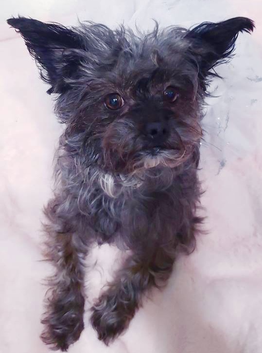 Rescued Tripod Dog Is Running Fast With The Best Fish Oil For Pets