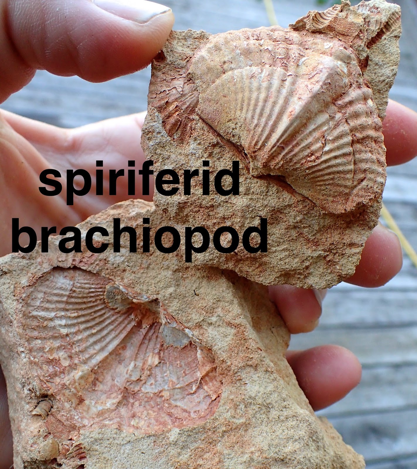 Zookeeper Fossils West Virginia Fossils May Trump Arrowheads