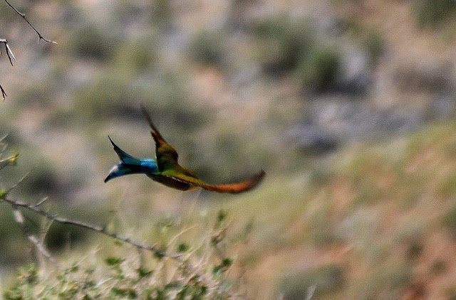 Swallow-tailed Bee-eater in flight