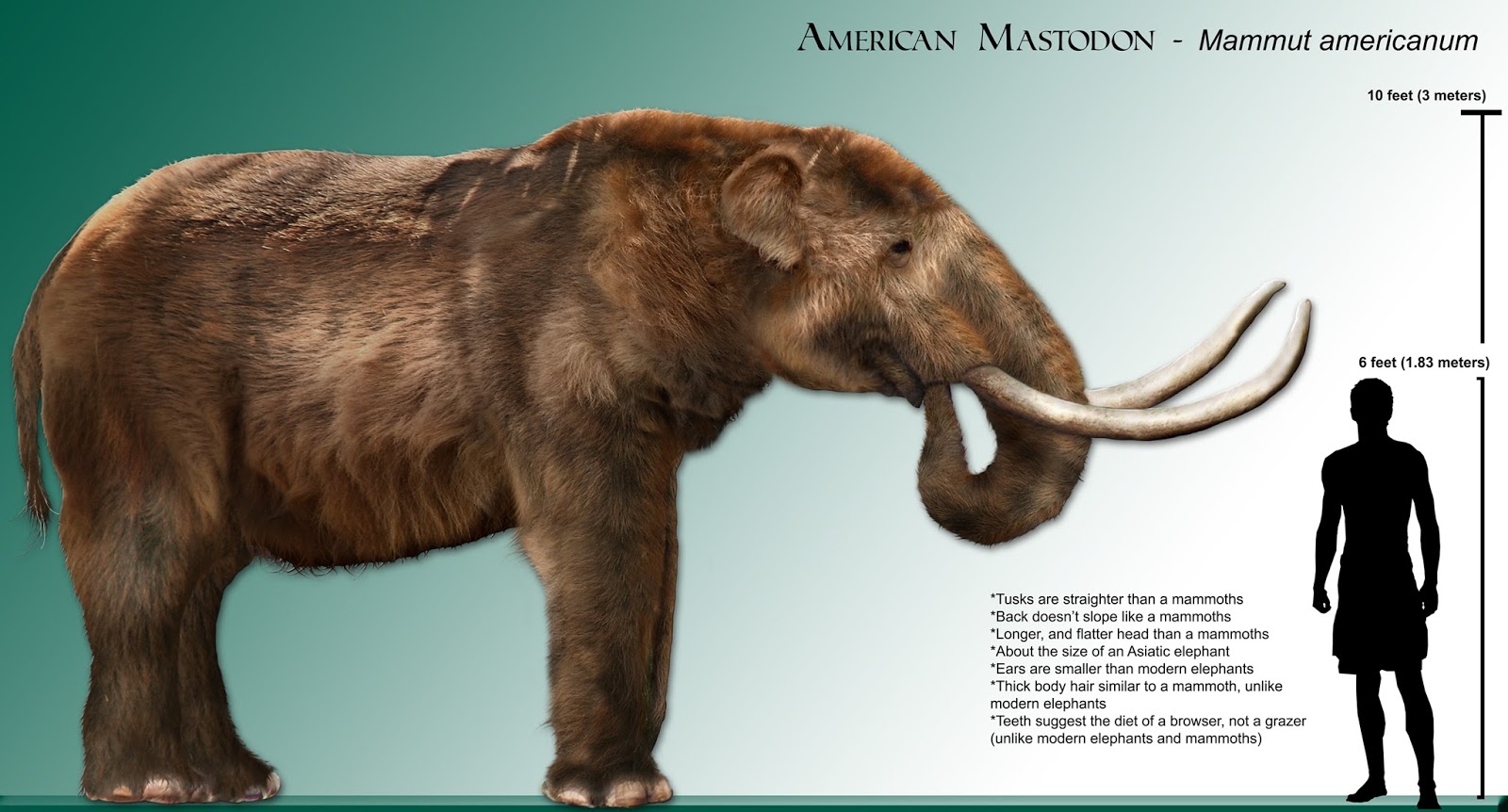 extincion del mastodonte extincion del mastodonte