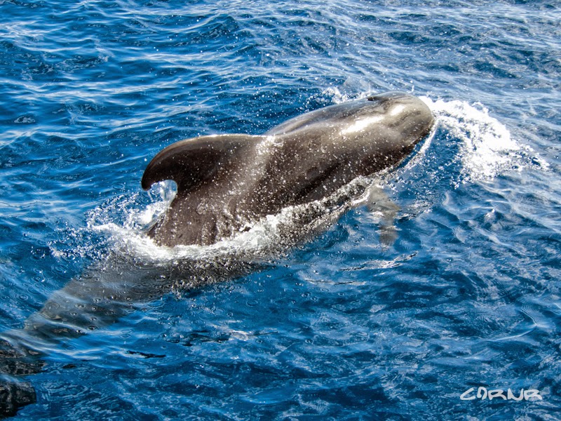 Balena, Oceanul Atlantic, Tenerife