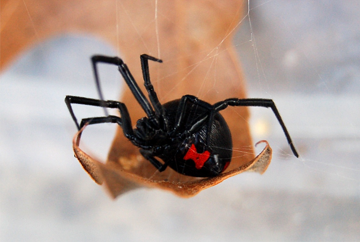 Black Window Spider