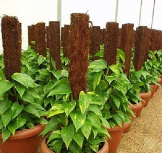 plants in coco coir