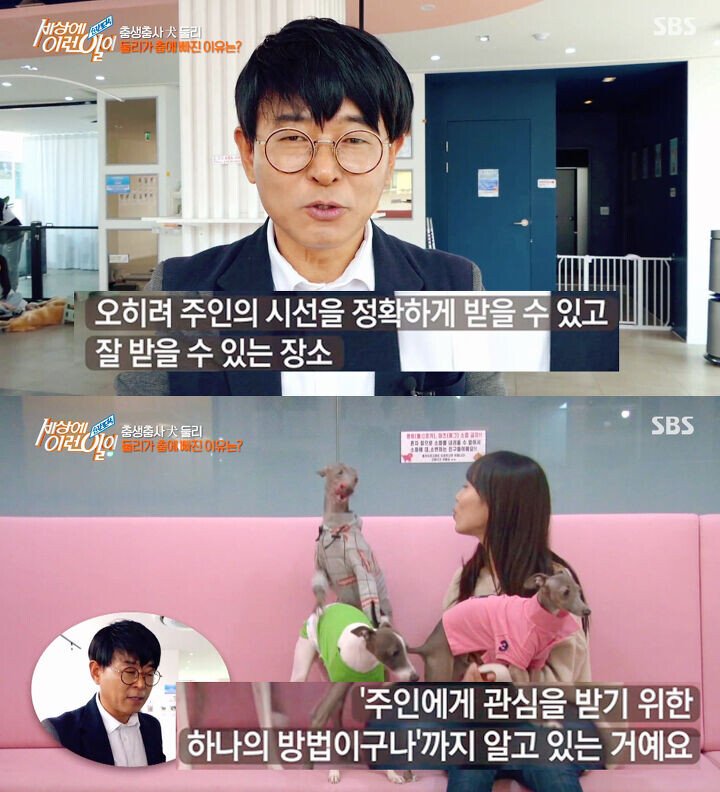 애견카페 개인싸