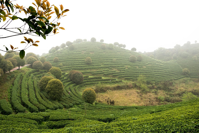 China, Tea, Tea terrace