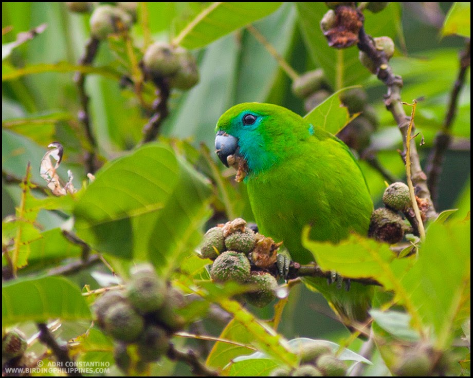 Stuart Marsden's Conservation Research Group What future for large