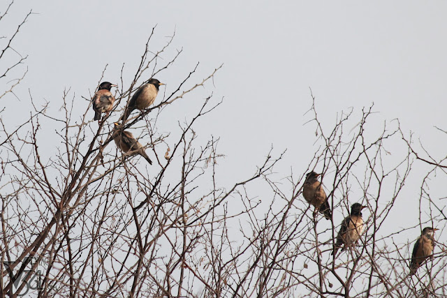 Flock of Rosy Starlings perched on the tree