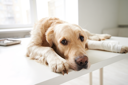 How To Stop Your Dog From Jumping On The Bed How To Stop Your Dog From Jumping On The Bed