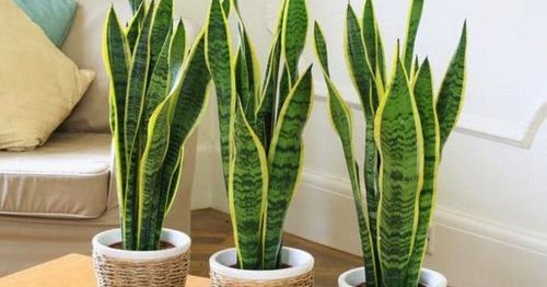 Ilustrasi manfaat merawat tanaman di dalam ruangan