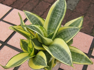 Jenis tanaman Lidah Mertua (Sansevieria) untuk taman kering