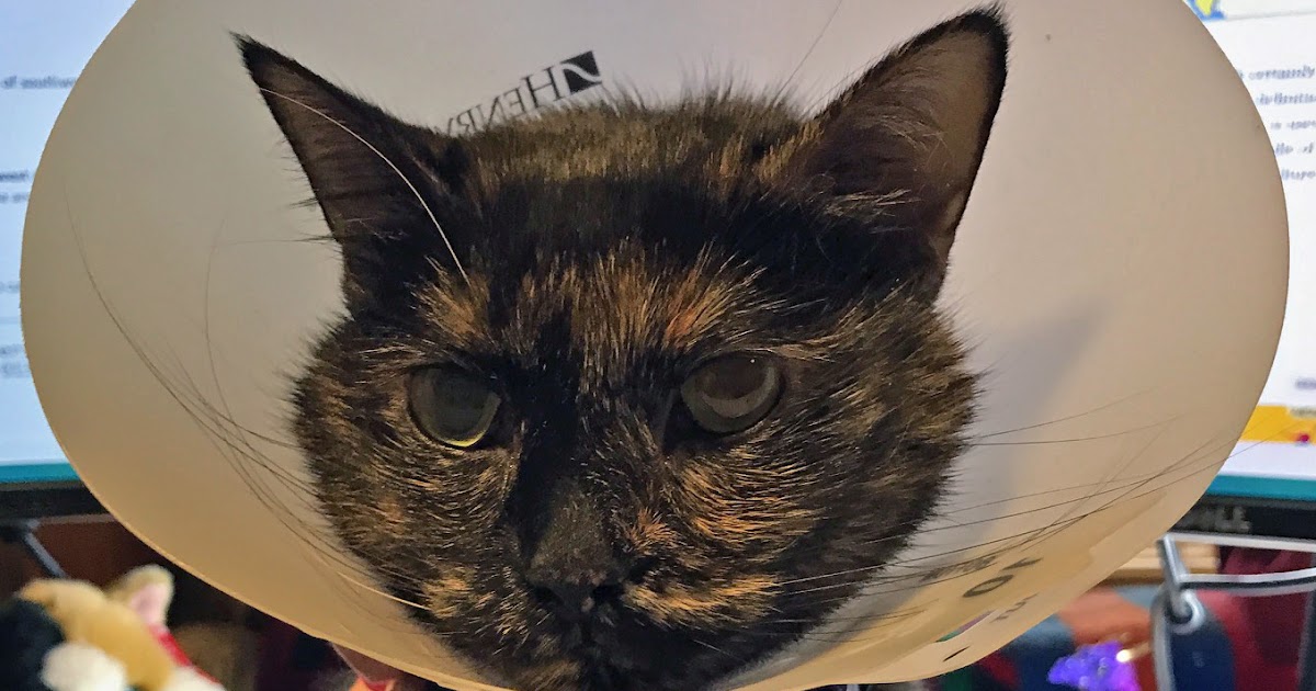 The Cuddlywumps Cat Chronicles Review of After Surgery Wear ECollar