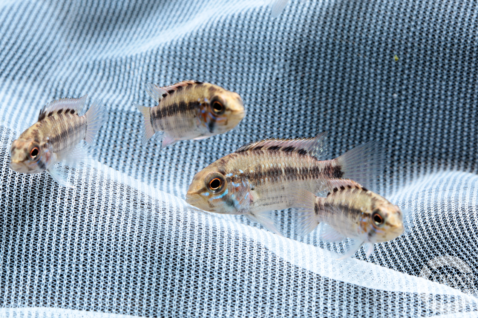 ワイルドベタ マクロストマ サラワクローズレッドF1メス