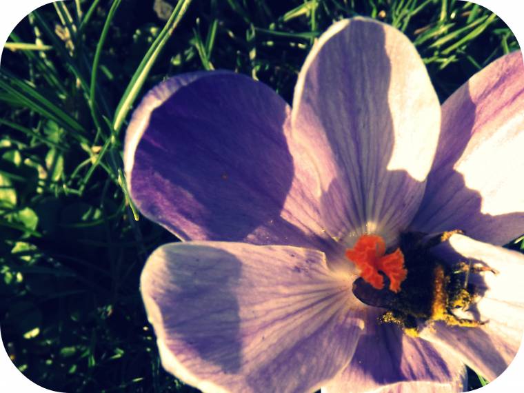 Mr Bumble Bee Covered in Pollen Waking Up For Spring