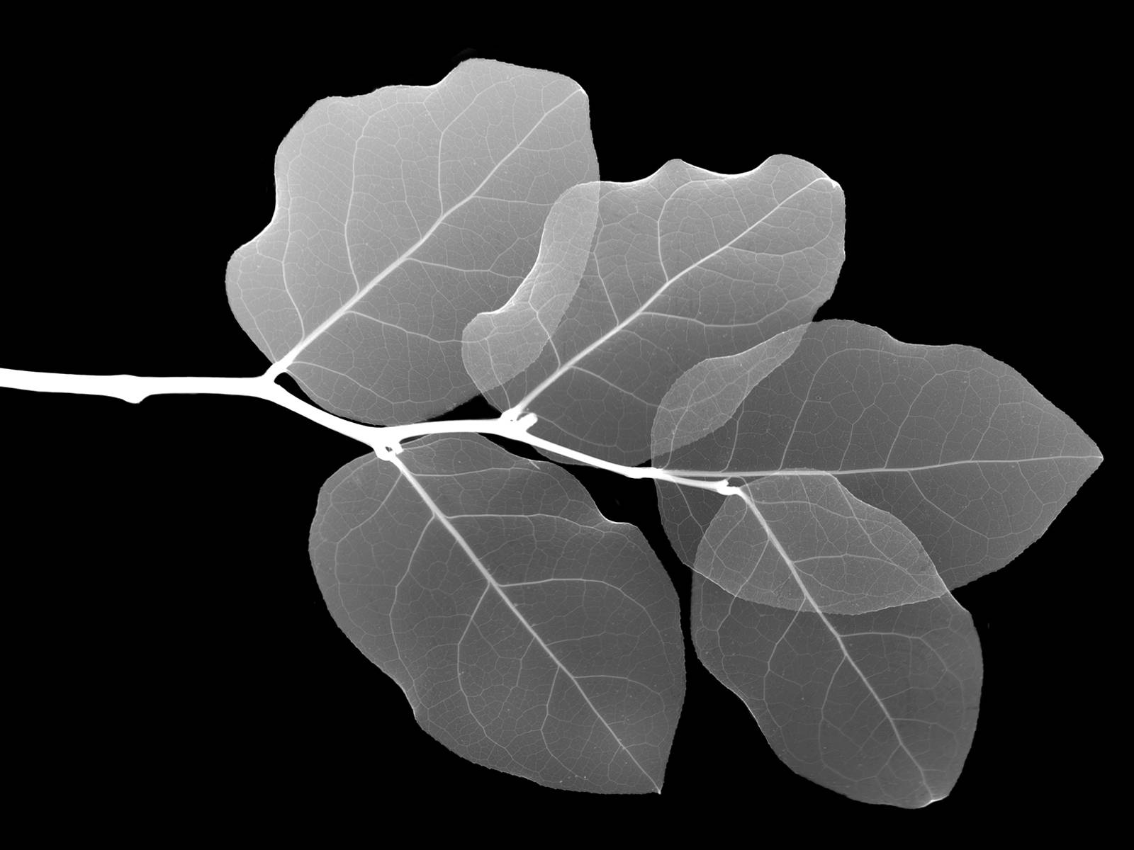 Exclusive wallpapers: Leaves