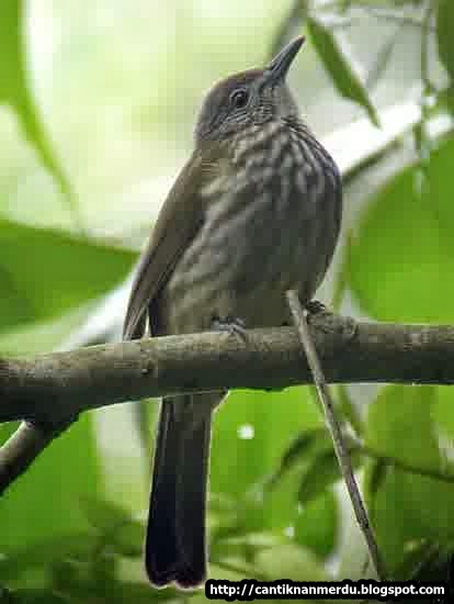 Featured image of post Gambar Burung Siri Siri Jantan Dan Betina Bentuk hidung dan rahang belakang ikan nila jantan melebar dan berwarna biru