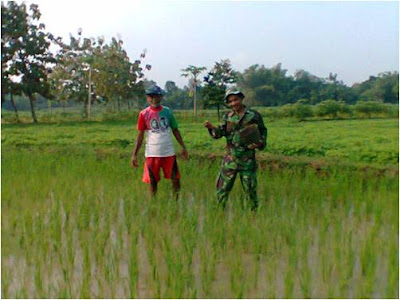 BABINSA JEMBANGAN DAMPINGI PETANI PUPUK PADI