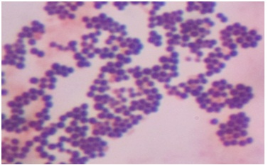 Bakteri Staphylococcus Aureus
