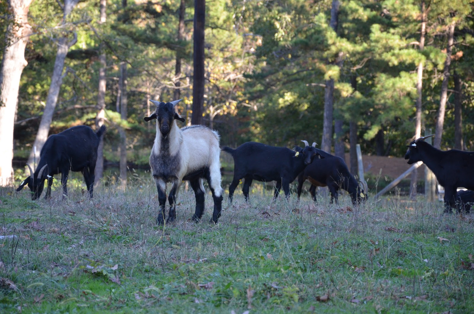 HORSESHOE CANYON RANCH MEAT GOATS A New Spanish Buck