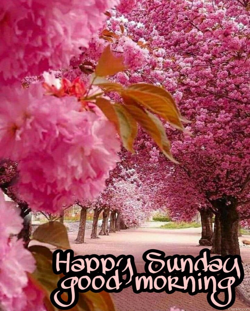 happy sunday images for whatsapp