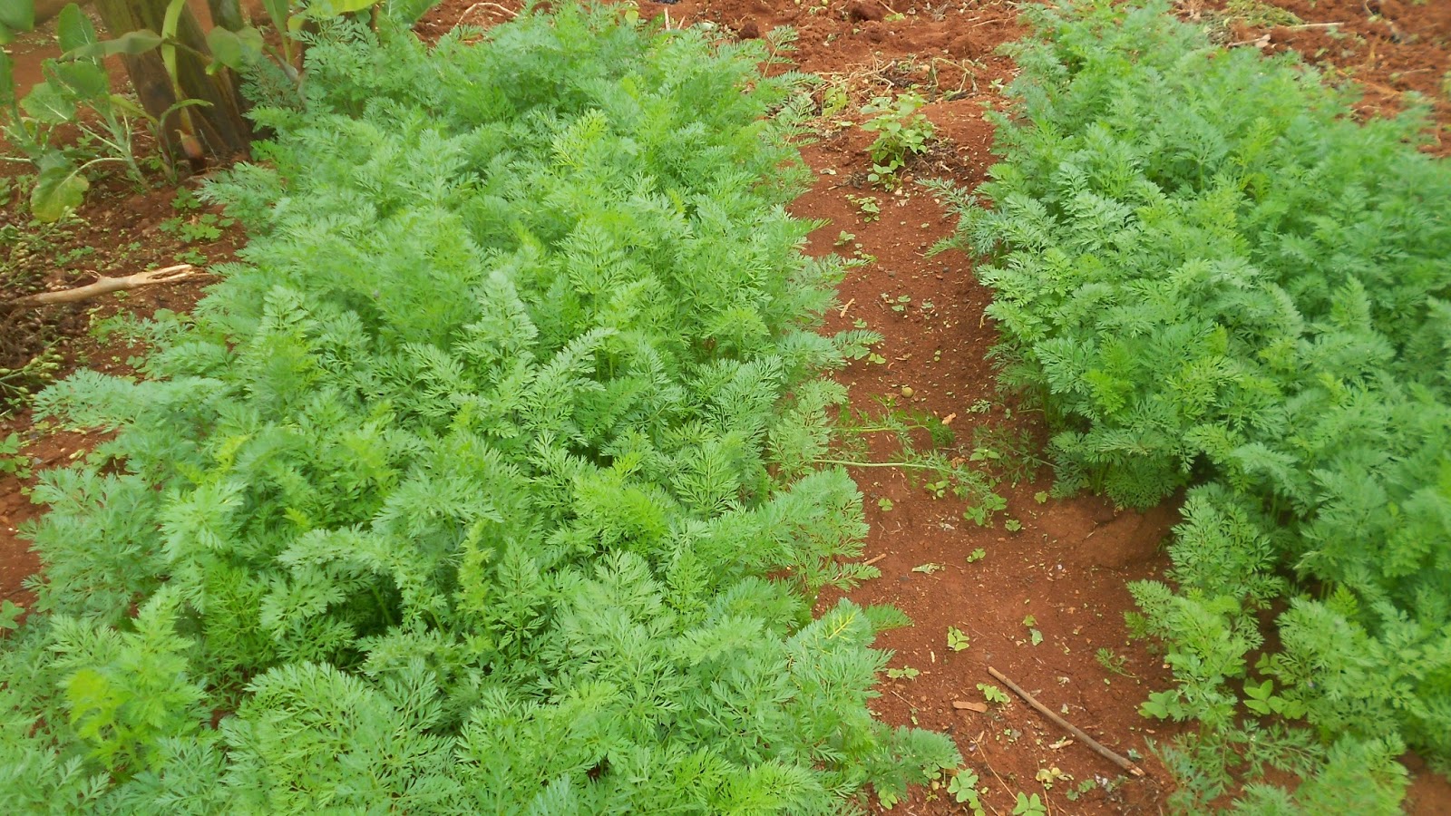 How To Grow Carrots Agropreneur Zimbabwe