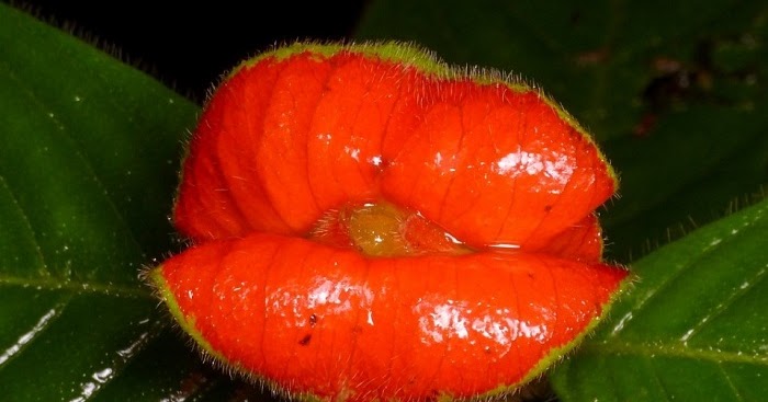 lolvilla: Hooker's Lips (Hot Lips) or Kissable Lips - Flower Exist In ...