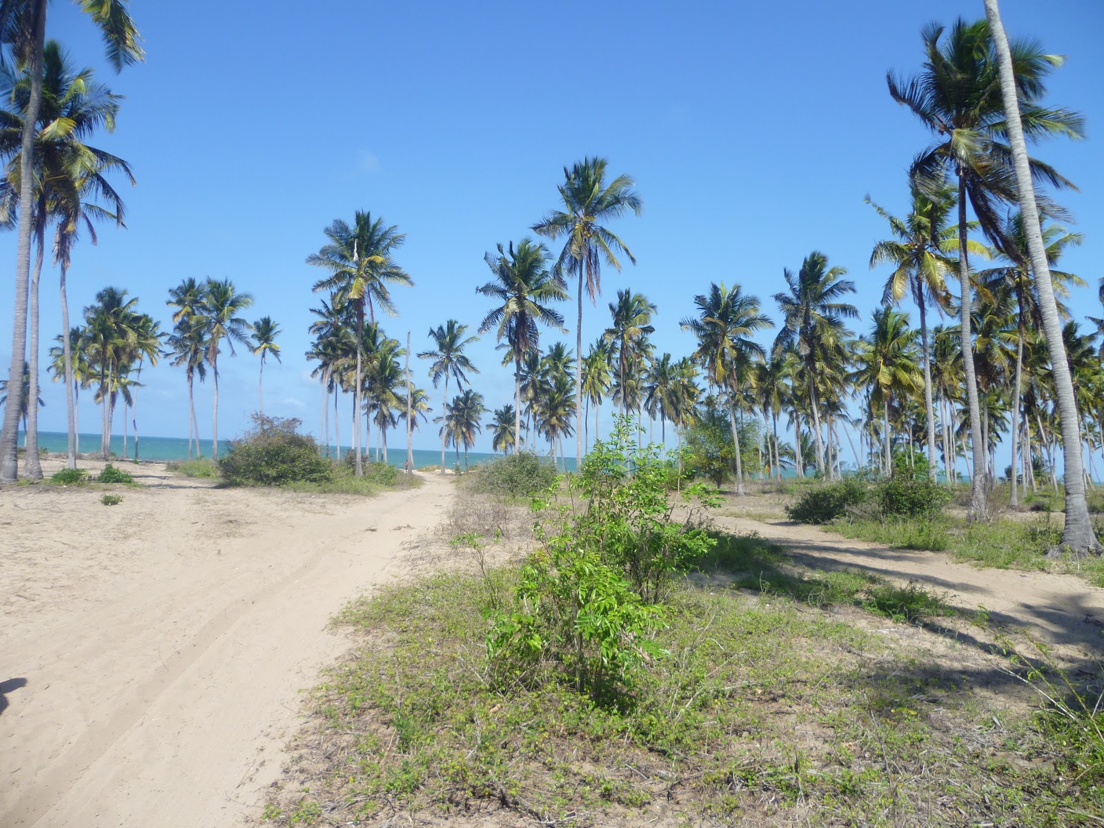 Green Solutions A Beautiful 50,000Sqm of Beach Farm for Sale