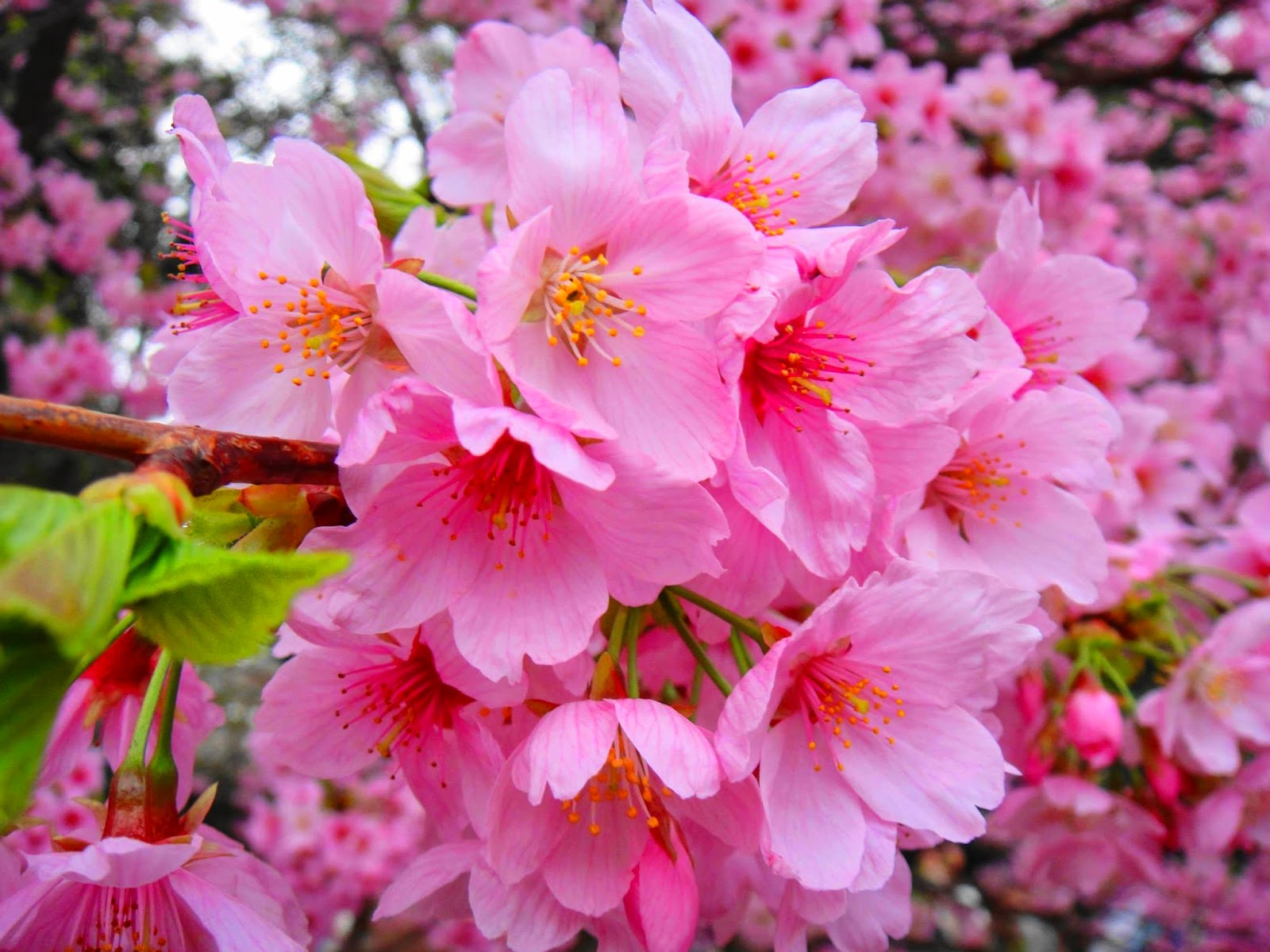sakura air force