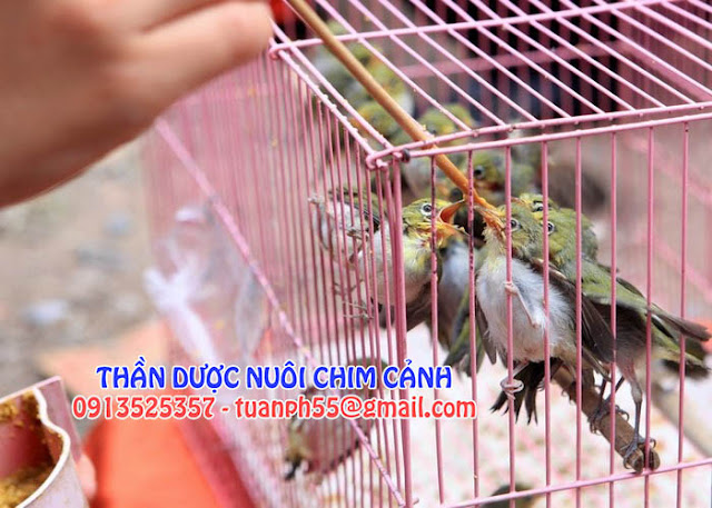 Thú nuôi, cây cảnh: Thần dược nuôi chim cảnh 17