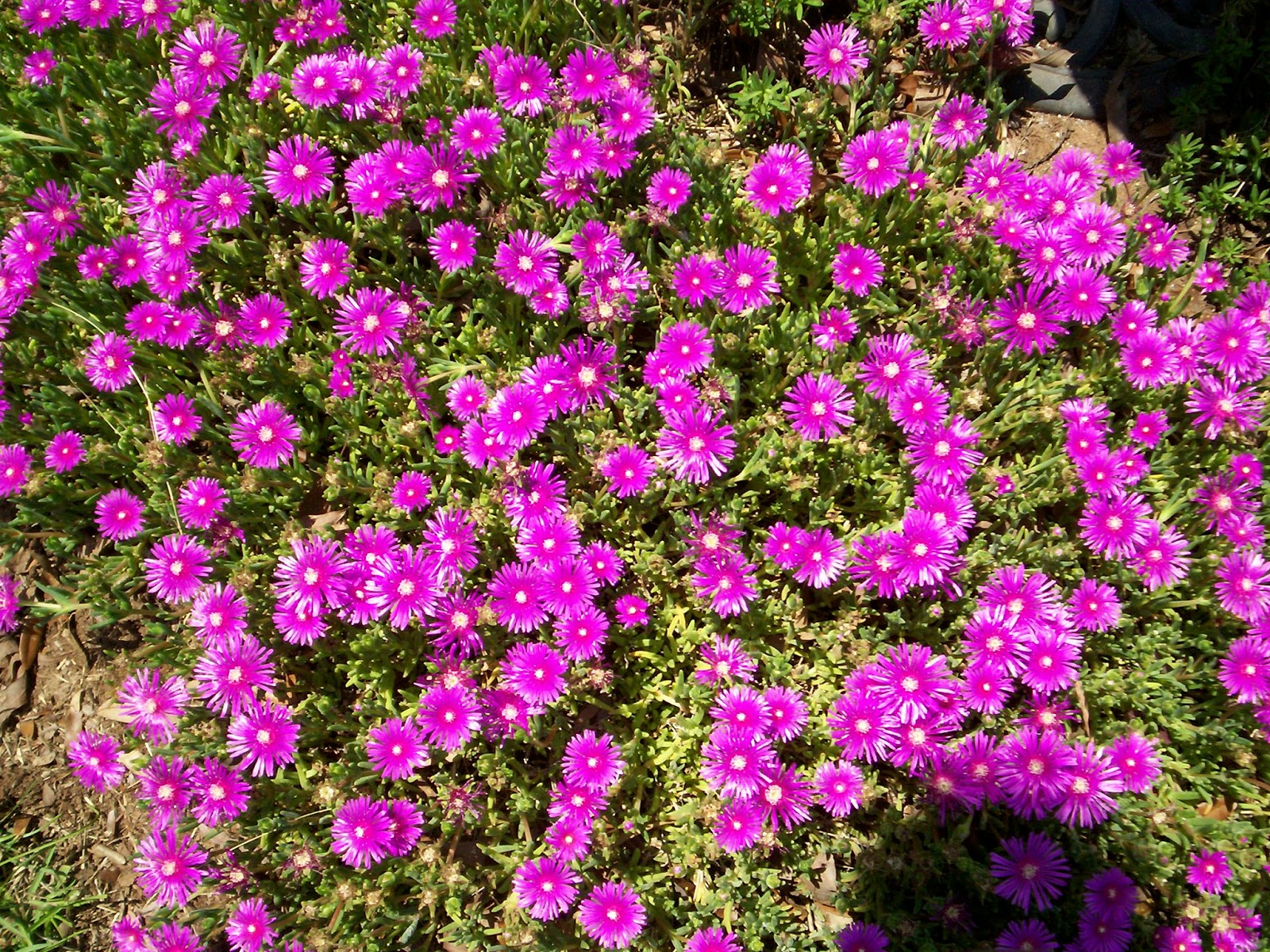 A Garden in Southwest Ice Plant (Delosperma cooperi)