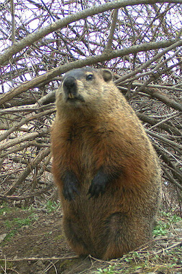 Woodchuck Natural History Woodchuck Natural History
