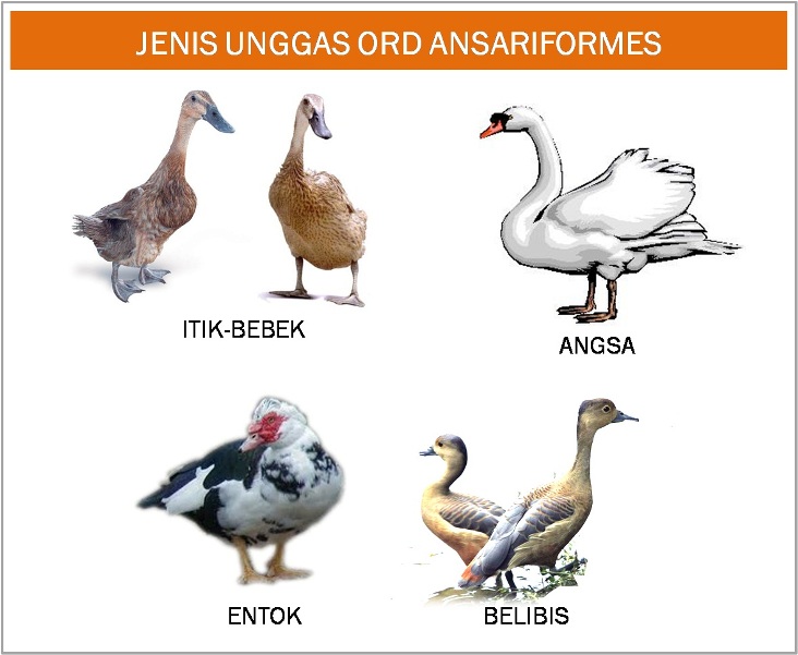 Baru 79+ Jenis Warna Entok