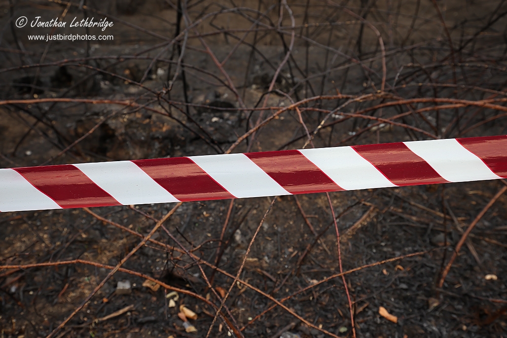 Wanstead Birder The aftermath of the Wanstead Flats fire