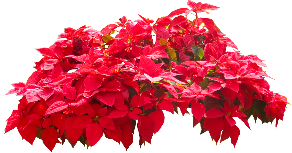 Christmas Poinsettia Home Depot Christmas Poinsettia Home Depot