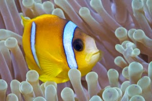 Contoh Simbiosis Mutualisme; Ikan Badut dengan Anemon Laut dan Keuntungannya Simbiosis Mutualisme Ikan Badut dengan Anemon Laut dan Keuntungannya Contoh Simbiosis Mutualisme; Ikan Badut dengan Anemon Laut dan Keuntungannya