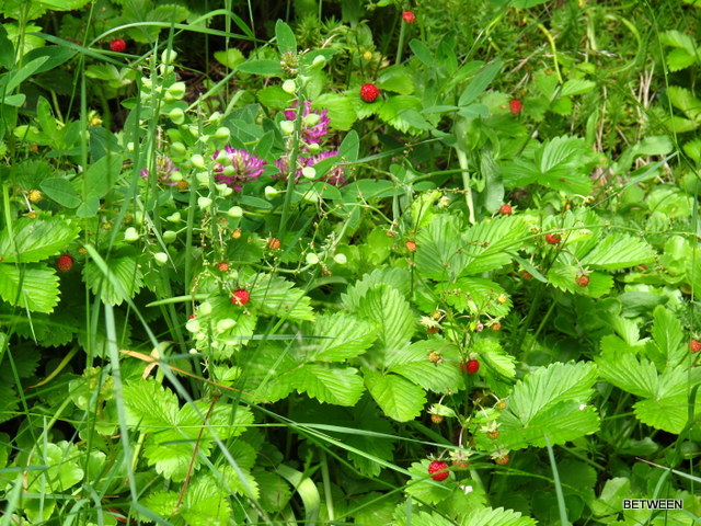 Vapaa porno video tytöt