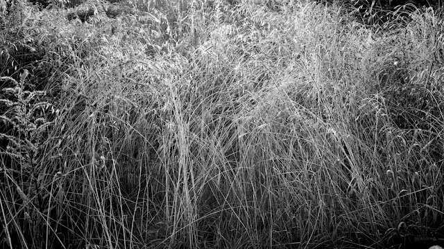 Fotografia di steli d'erba in controluce, scattata in bianco e nero