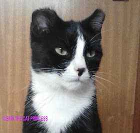 © ERIN THE CAT PRINCESS. NOT FOR REPRODUCTION © ERIN THE CAT PRINCESS. NOT FOR REPRODUCTION
