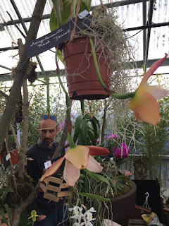 , Mostre primaverili: Horti di Veio e Monteporzio catone 2017, diarid'orchidee