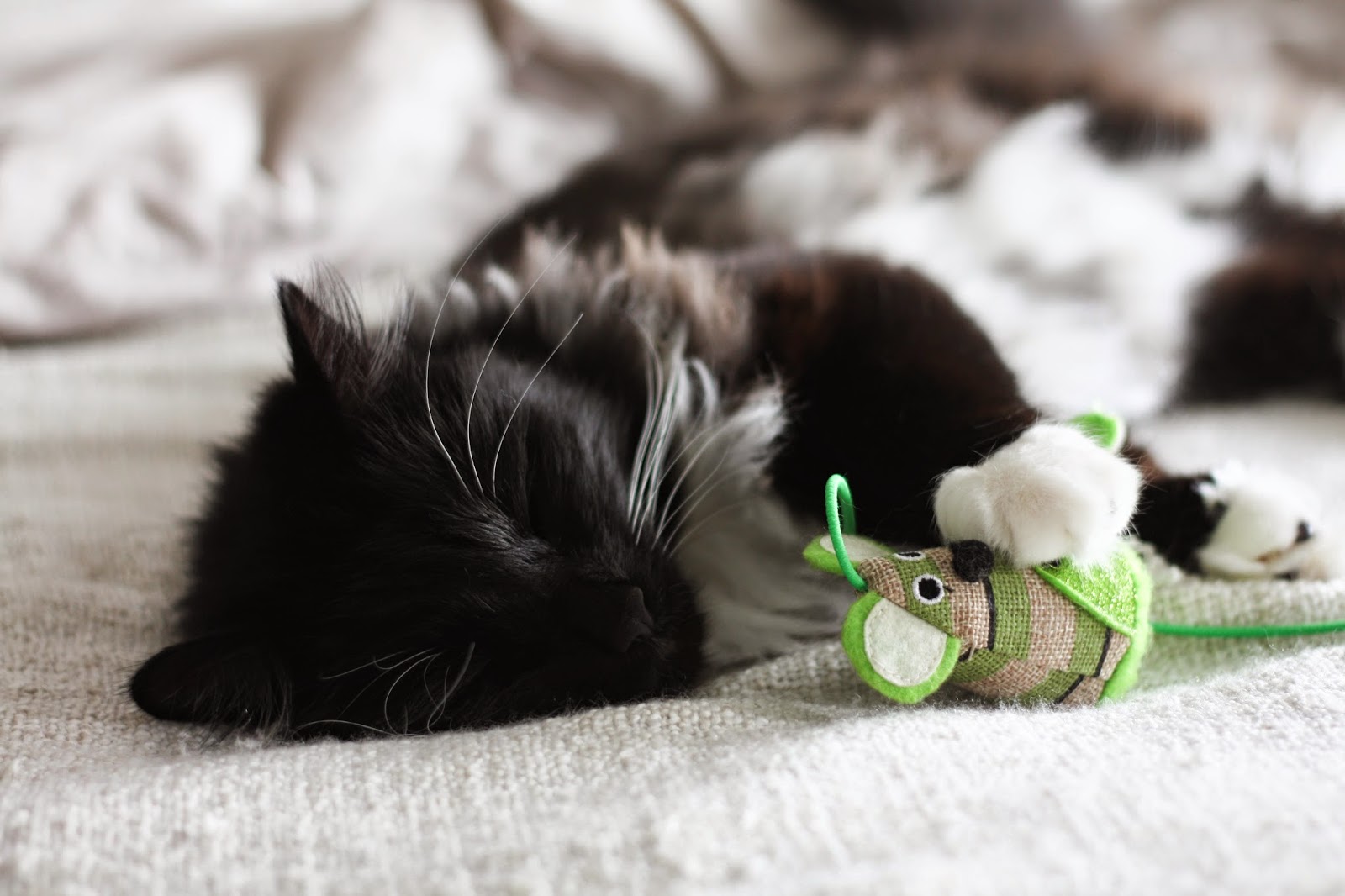 The one where Cookie reviews cat toys & collars The one where Cookie reviews cat toys & collars
