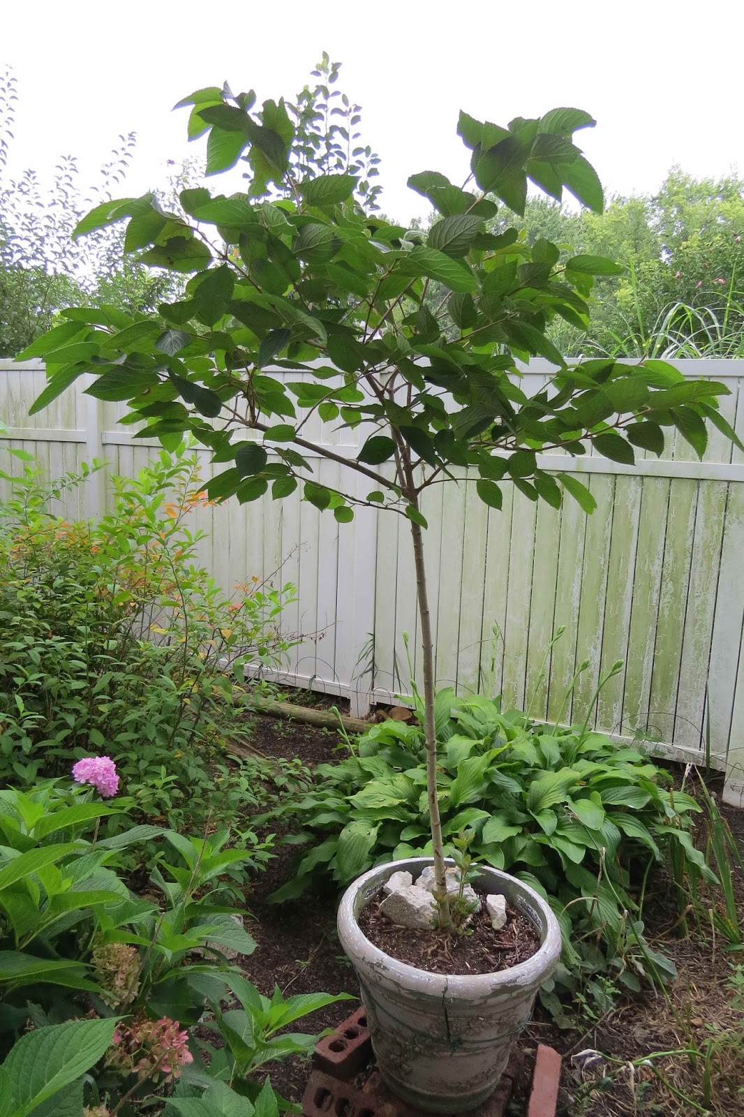 Greenbow Viburnum Standard