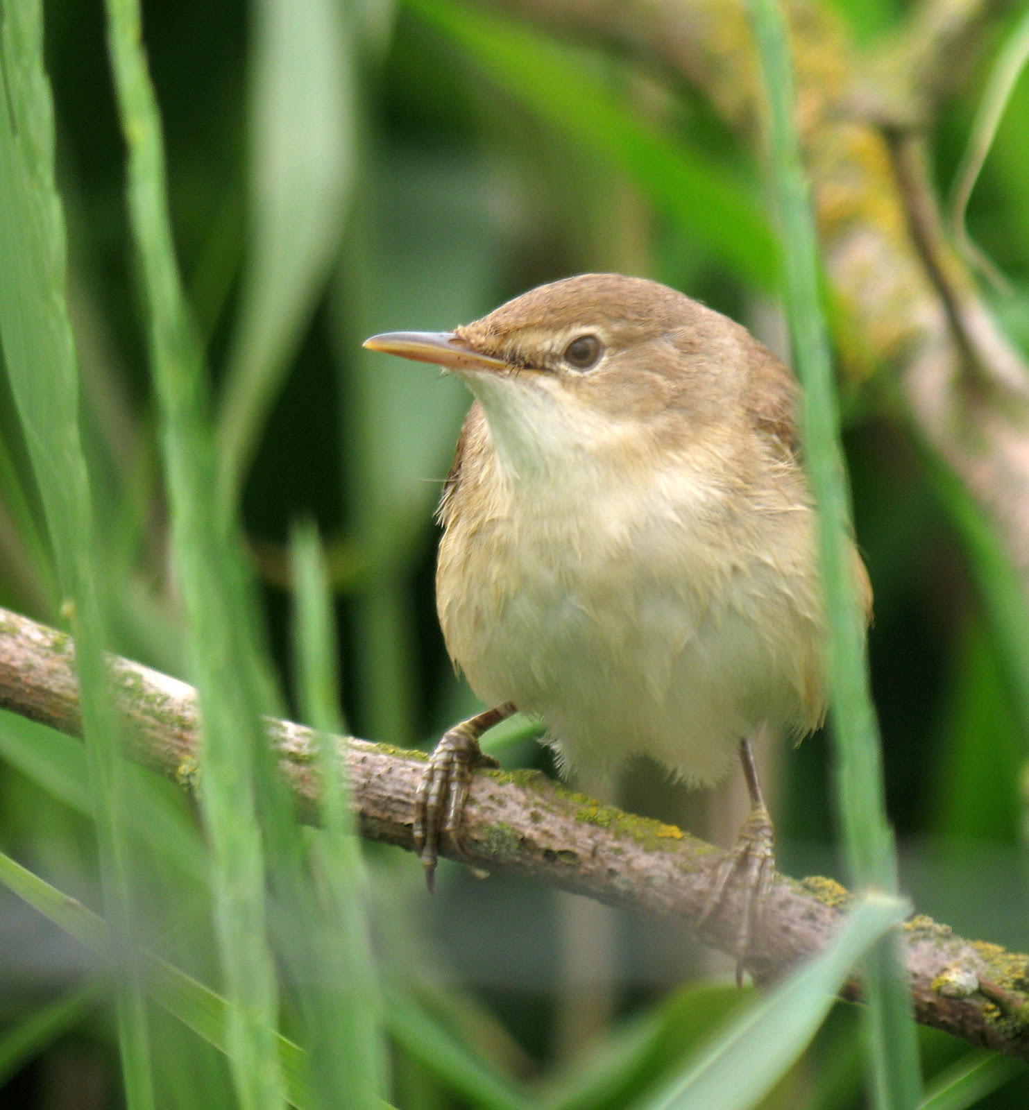 Hedgeland Tales Reed Warbler
