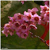 Bergenia sercowata