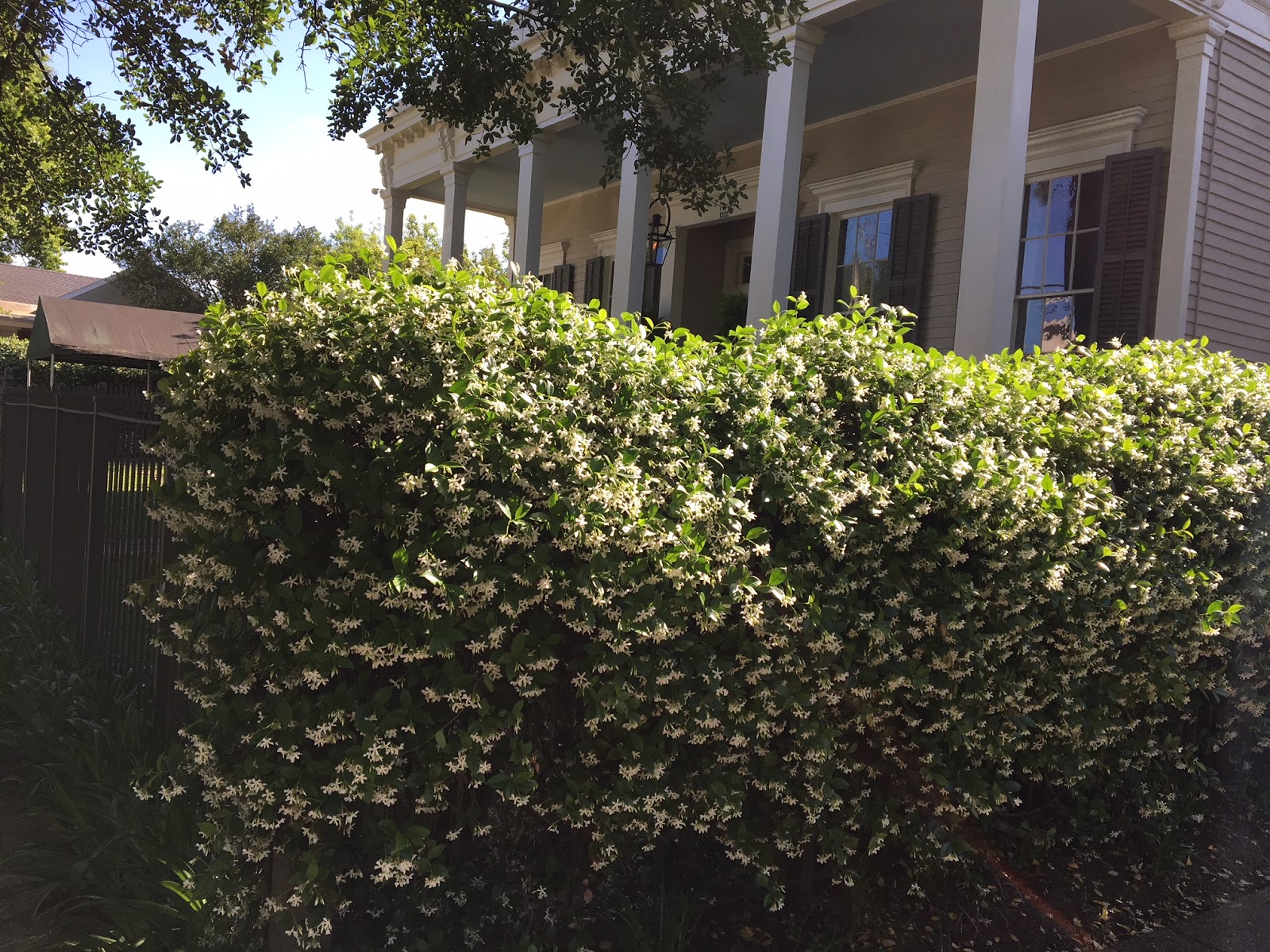 The Uptown Acorn The Smell of Jasmine