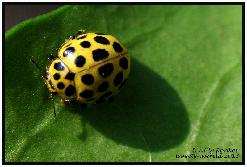 INSECTENWERELD Stippen